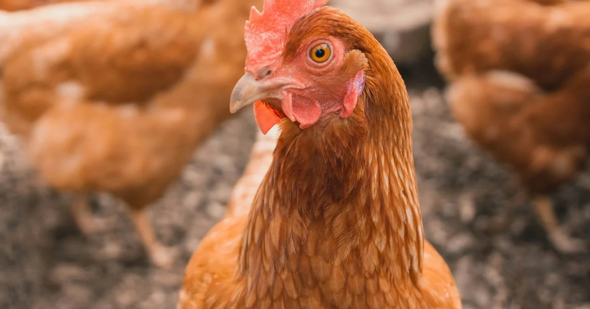 Online Sabong Live stream cockfighting arena on AH88